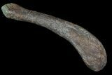 Unidentified Theropod (Raptor) Humerus - Montana #92816-2